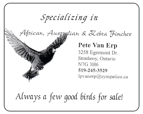 Pete Van Erp, specializing in African, Australian and Zebra finches. 3258 Egremont Dr., Strathroy, Ontario, 519-245-3529. Always a few good birds for sale.