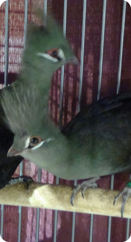 Bird on a perch in a display cage