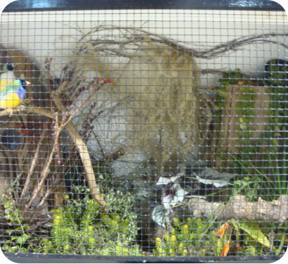Planted bird display aviary